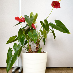 植え替え完了