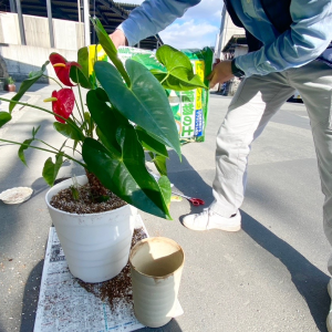 植え替え作業